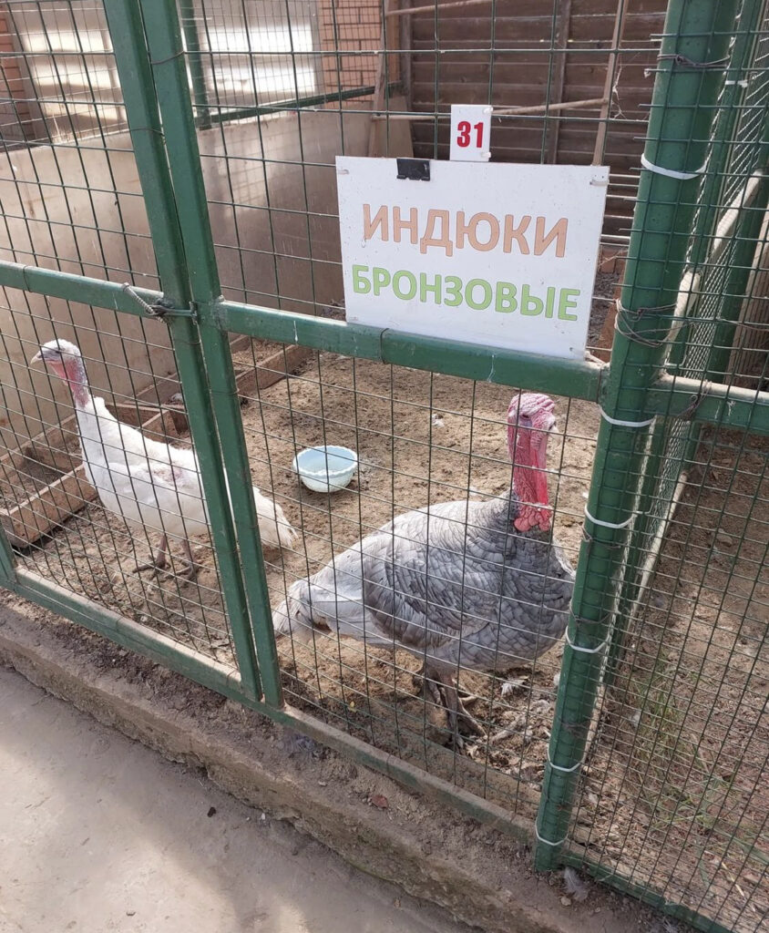 Цесарки - Экскурсии в зоопарк - Мини ферма Страус